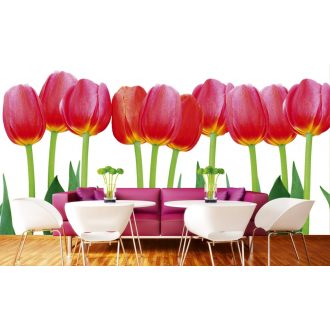 Tulipánszálak, poszter tapéta 375*250 cm