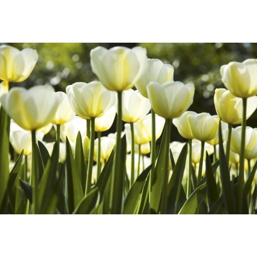 Fehér tulipánok, poszter tapéta 375*250 cm