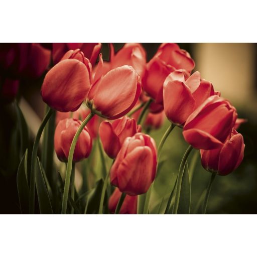Piros tulipánok, poszter tapéta 375*250 cm