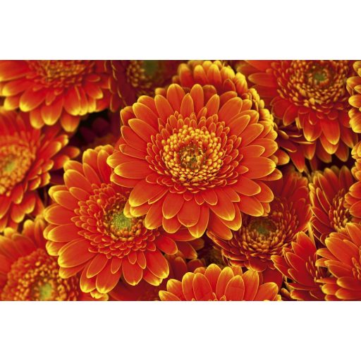 Narancssárga virágok, poszter tapéta 375*250 cm