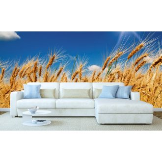 Búzakalász, poszter tapéta 375*250 cm