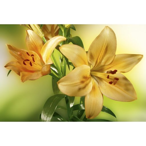 Sárga liliom, poszter tapéta 375*250 cm