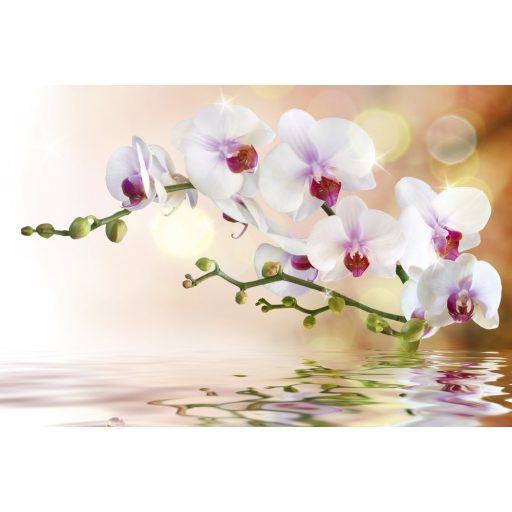 Orchidea, poszter tapéta 375*250 cm