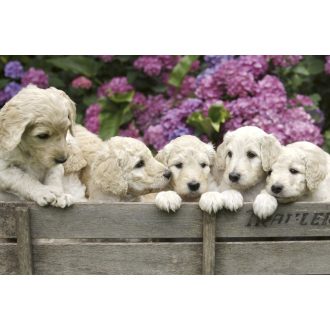 Kiskutyák dobozban, poszter tapéta 375*250 cm