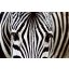 Zebra, poszter tapéta 375*250 cm