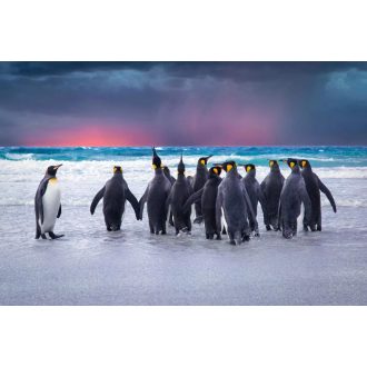 Pingvinek a Falkland-szigeteken, poszter tapéta 375*250 cm