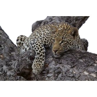 Leopárd egy fán, poszter tapéta 375*250 cm