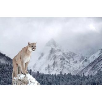 Puma a hegyekben, poszter tapéta 375*250 cm