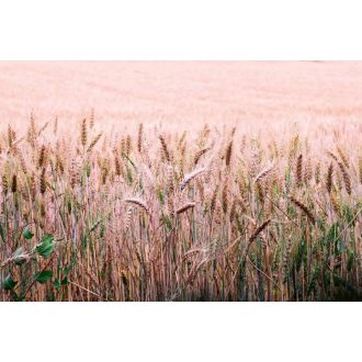 Búzamező, poszter tapéta 375*250 cm
