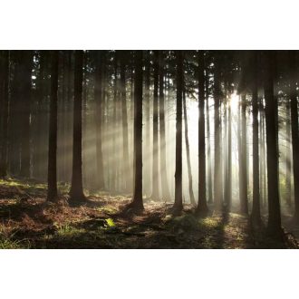 Hajnali erdő, poszter tapéta, 375*250 cm