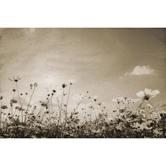 Vintage táj, poszter tapéta 375*250 cm