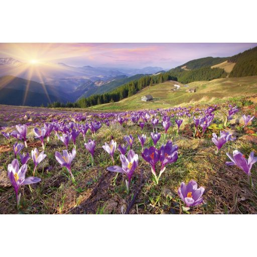 Krókuszok, poszter tapéta 375*250 cm