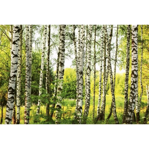 Nyírfa erdő, poszter tapéta 375*250 cm