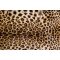 Leopárd, poszter tapéta 375*250 cm