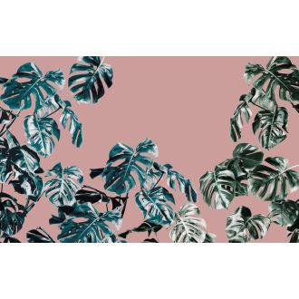 Monstera Rosé, poszter tapéta