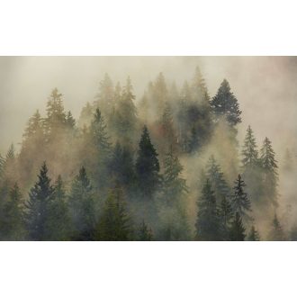 Misztikus Fenyők, poszter tapéta