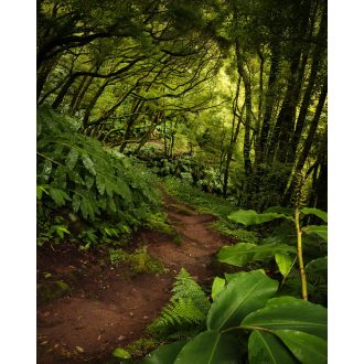 Az Ösvény, poszter tapéta