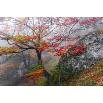 Eufória, poszter tapéta