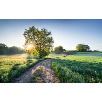 Egy Új Nap a Paradicsomban, poszter tapéta