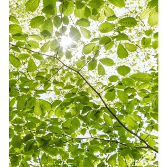 Tavaszi Erdőben, poszter tapéta