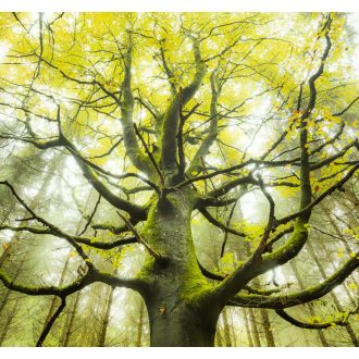 Az Álomfa, poszter tapéta