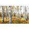 Színes Aspen Erdő, poszter tapéta
