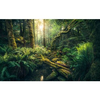 Elfek Katedrálisa, poszter tapéta