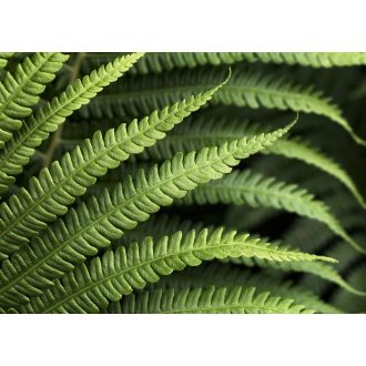 Páfrány, poszter tapéta