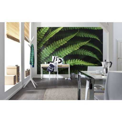 Páfrány, poszter tapéta