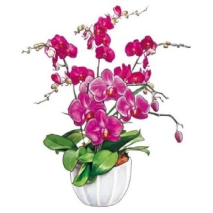 Orchideák2, sztatikus ablakmatrica