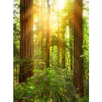 Redwood, poszter tapéta