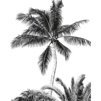 Retro Pálma, poszter tapéta