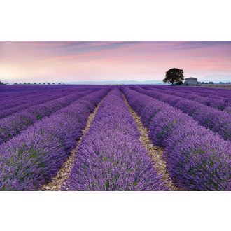 Provence, poszter tapéta