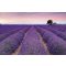 Provence, poszter tapéta