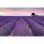 Provence, poszter tapéta