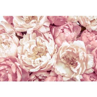 Bazsarózsa, fotótapéta